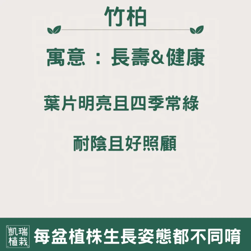 竹柏苔球-手作 苔球 療癒 文青 送禮 觀葉植物 室內植物 凱瑞植栽