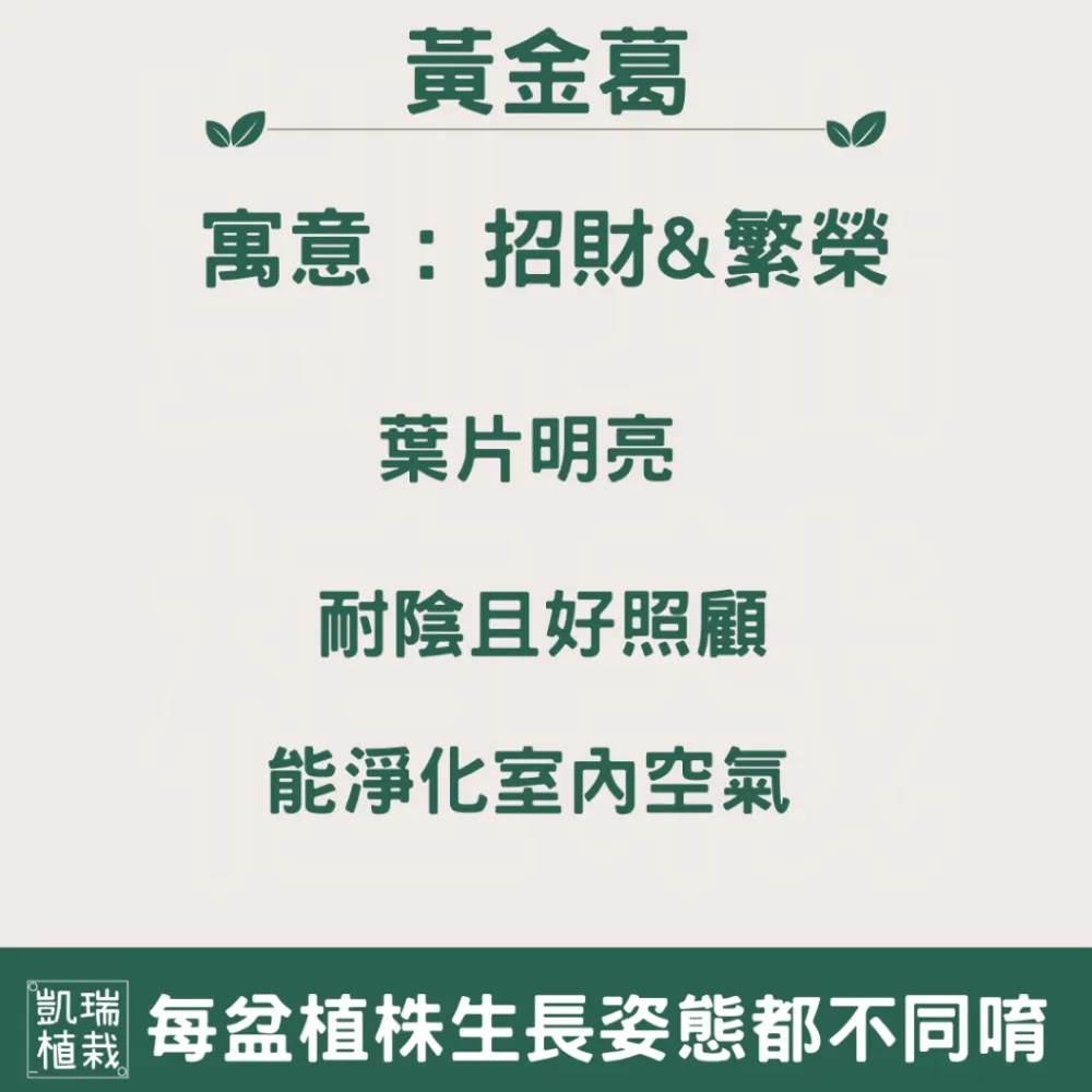 雪花黃金葛苔球-手作 苔球 療癒 凱瑞植栽