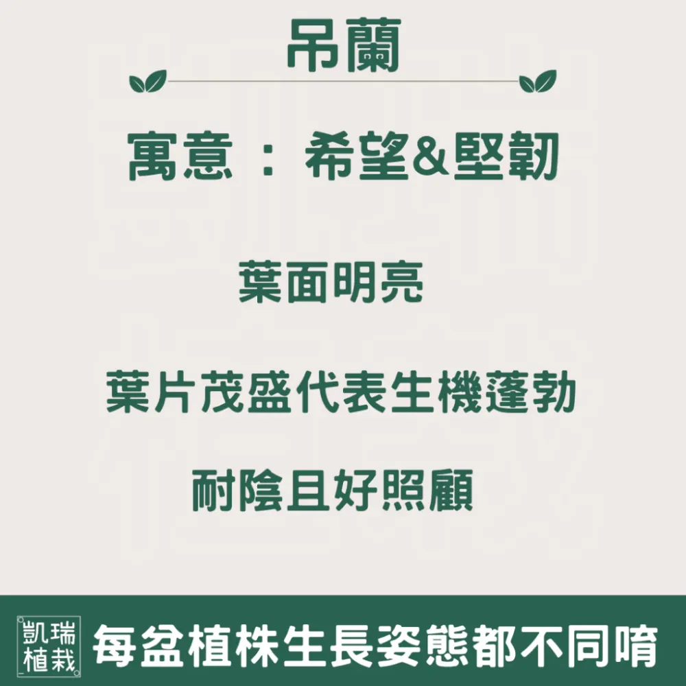 吊蘭(目前植株較小)-手作 苔球 療癒 文青 送禮 觀葉植物 室內植物 凱瑞植栽