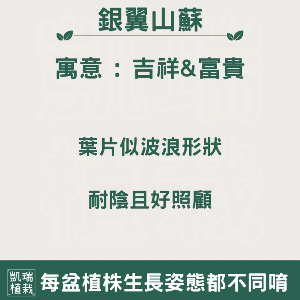 銀翼山蘇(目前植株較小-手作 苔球 療癒 文青 送禮 觀葉植物 室內植物 凱瑞植栽