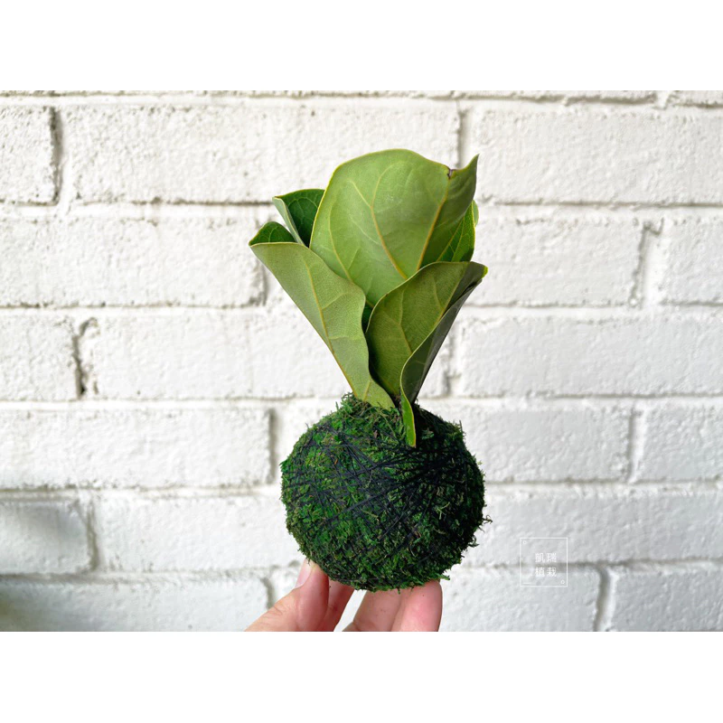 琴葉榕苔球-手作 苔球 療癒 文青 送禮 觀葉植物 室內植物 凱瑞植栽