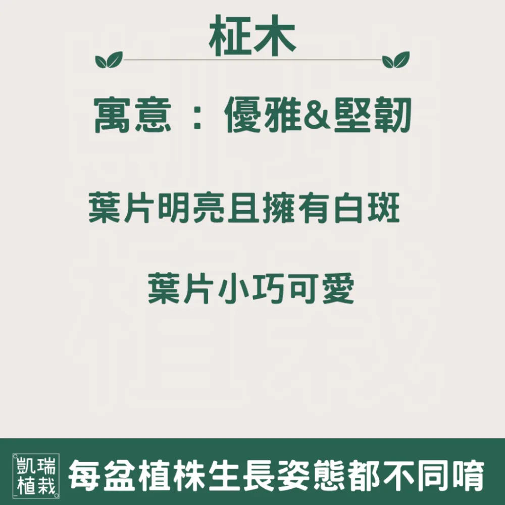 柾木苔球-手作 苔球 療癒 文青 送禮 觀葉植物 室內植物 l凱瑞植栽l