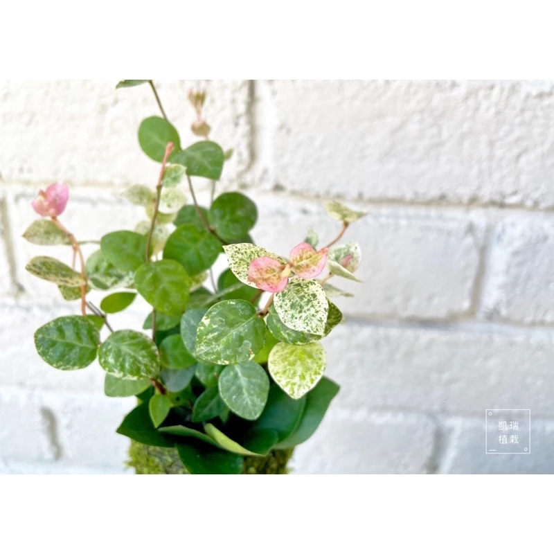 初雪葛/花葉絡石（植株目前小一點點）-手作 苔球 療癒 文青 送禮 觀葉植物 室內植物 凱瑞植栽