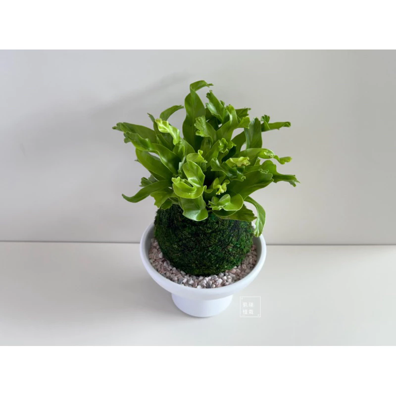 鹿角山蘇-手作 苔球 療癒 文青 送禮 觀葉植物 室內植物 凱瑞植栽