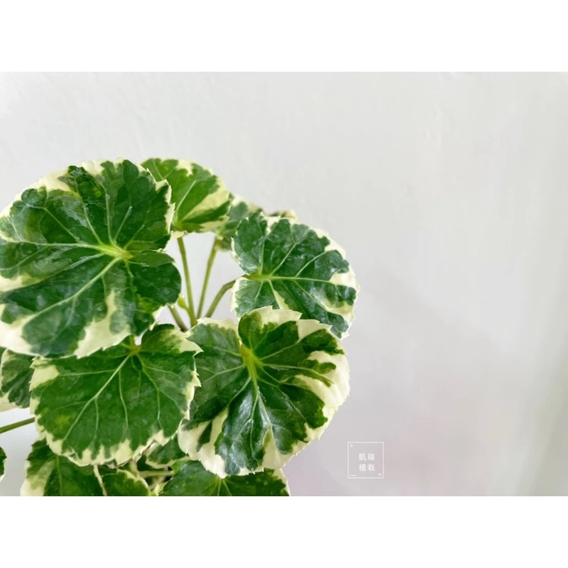 斑葉圓葉福祿桐-手作 苔球 療癒 文青 送禮 觀葉植物 室內植物 凱瑞植栽