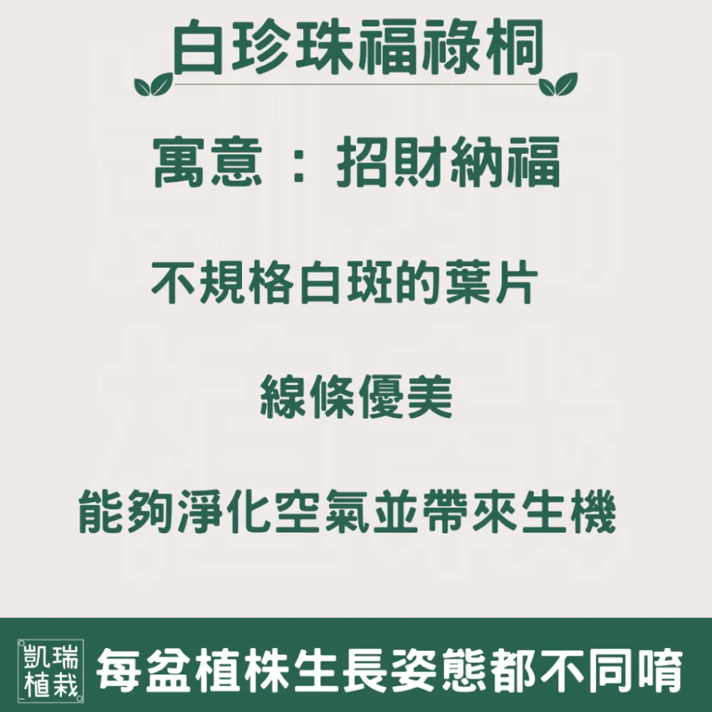雪花福祿桐/白珍珠福祿桐/羽葉福祿桐-手作 苔球 療癒 文青 送禮 觀葉植物 室內植物 凱瑞植栽