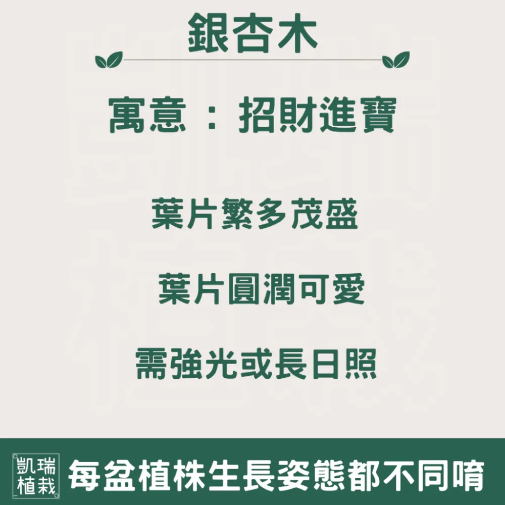 銀杏木/金枝玉葉（需強光〉-招財 進財 發財-手作 苔球 療癒 文青 送禮 觀葉植物 室內植物 凱瑞植栽