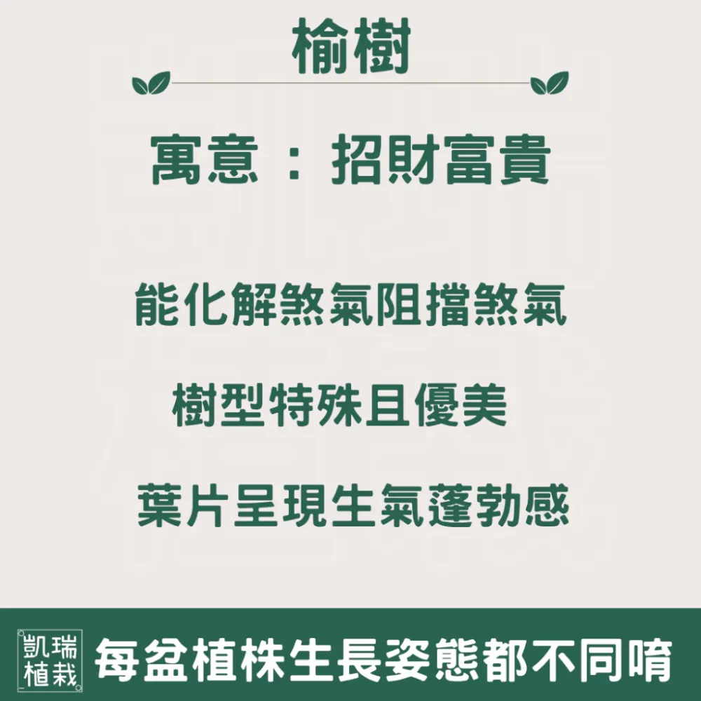 造型榆樹-手作 苔球 療癒 文青 送禮 觀葉植物 室內植物 凱瑞植栽