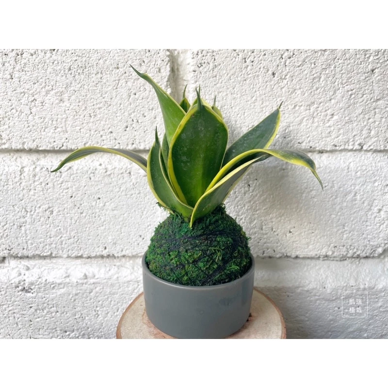 金剛虎尾蘭-手作 苔球 療癒 文青 送禮 觀葉植物 室內植物 凱瑞植栽