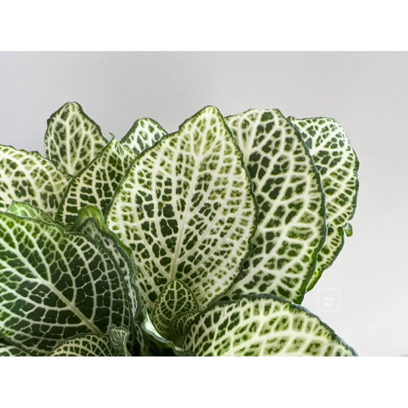 白豹網紋草-手作 苔球 療癒 文青 送禮 觀葉植物 室內植物 凱瑞植栽