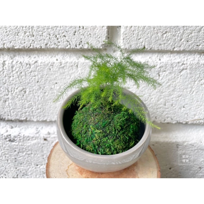 文竹苔球-手作 苔球 療癒 文青 送禮 觀葉植物 室內植物 凱瑞植栽