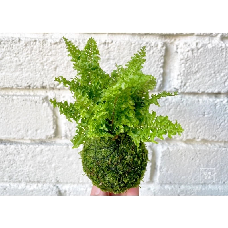 蕾絲蕨苔球-手作 苔球 療癒 文青 送禮 觀葉植物 室內植物 凱瑞植栽