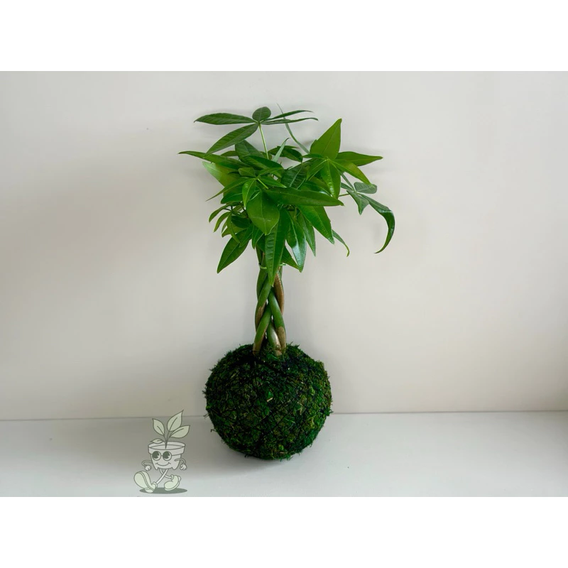 辮子發財樹/招財樹/馬拉巴栗-喜氣/招財/發財-手作 苔球 療癒 文青 送禮 觀葉植物 室內植物 凱瑞植栽