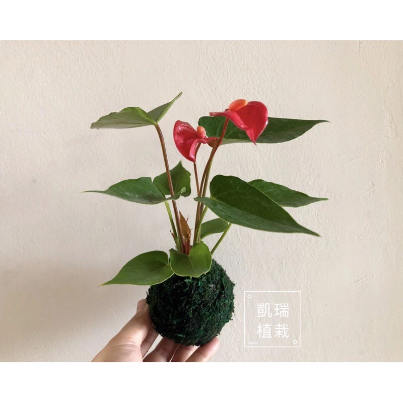 紅/粉/紫/白火鶴系列苔球--手作 苔球 療癒 文青 送禮 觀葉植物 室內植物 凱瑞植栽