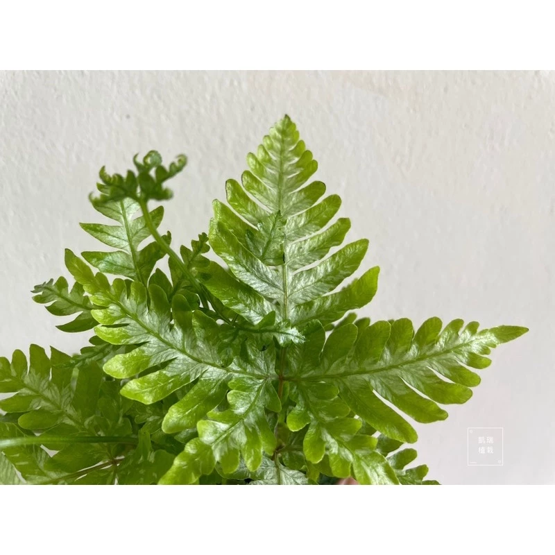 銀脈鳳尾蕨 /Alana 鳳尾蕨/白玉鳳尾蕨(目前植株都較小顆)-手作 苔球 療癒 文青 送禮 觀葉 室內植物 凱瑞植栽