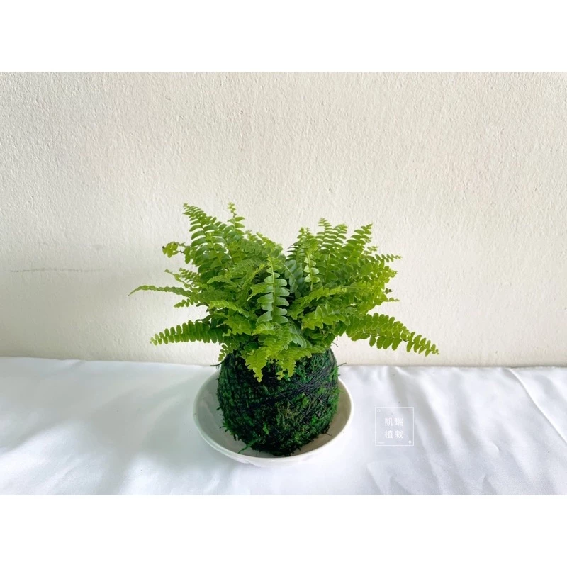 波士頓腎蕨-手作 苔球 療癒 文青 送禮 觀葉植物 室內植物 凱瑞植栽
