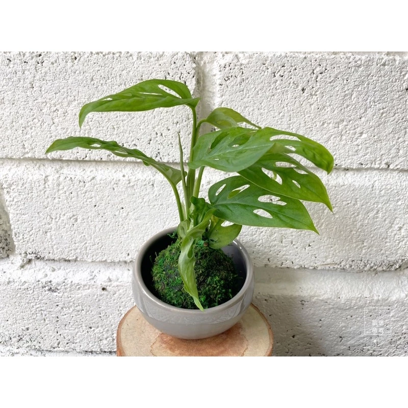 窗孔龜背芋（洞洞蔓）-手作 苔球 療癒 文青 送禮 觀葉植物 室內植物 凱瑞植栽