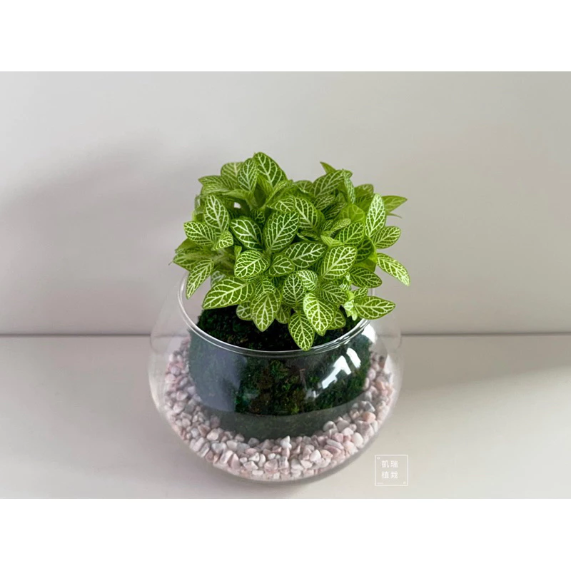 檸檬網紋草-手作 苔球 療癒 文青 送禮 觀葉植物 室內植物 凱瑞植栽