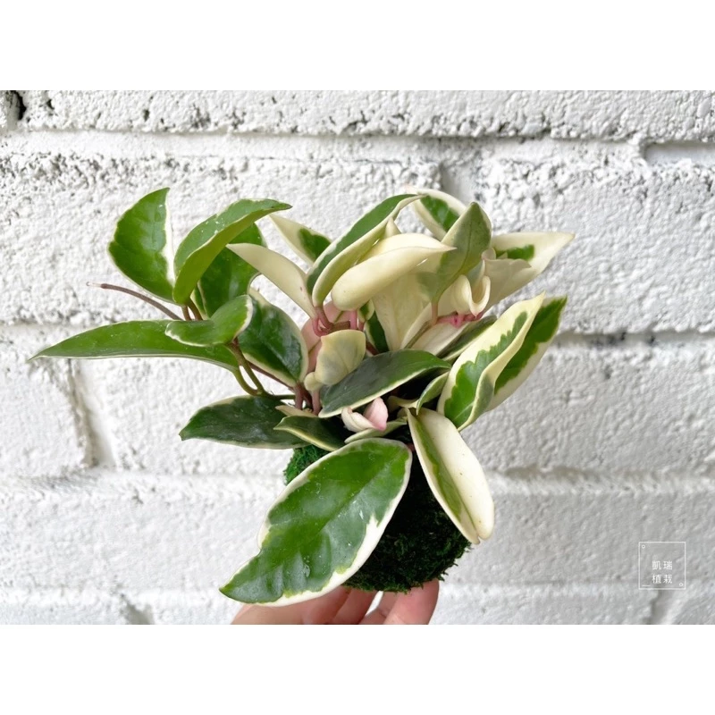斑葉毬蘭(目前植株較小)-手作 苔球 療癒 文青 送禮 觀葉植物 室內植物 凱瑞植栽