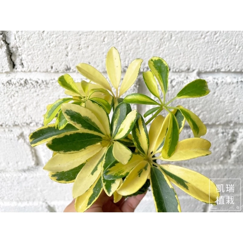 斑葉鵝掌藤-手作 苔球 療癒 文青 觀葉植物 凱瑞植栽