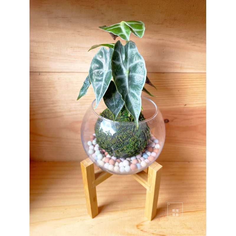 小仙女觀音蓮-手作苔球/苔球/療癒