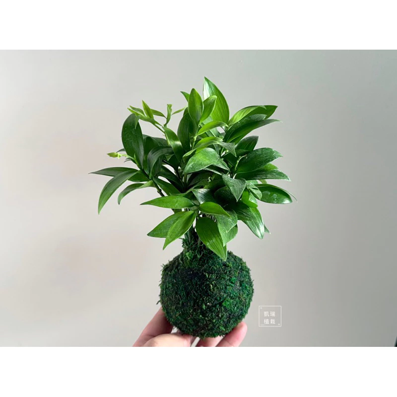 竹柏苔球-手作 苔球 療癒 文青 送禮 觀葉植物 室內植物 凱瑞植栽