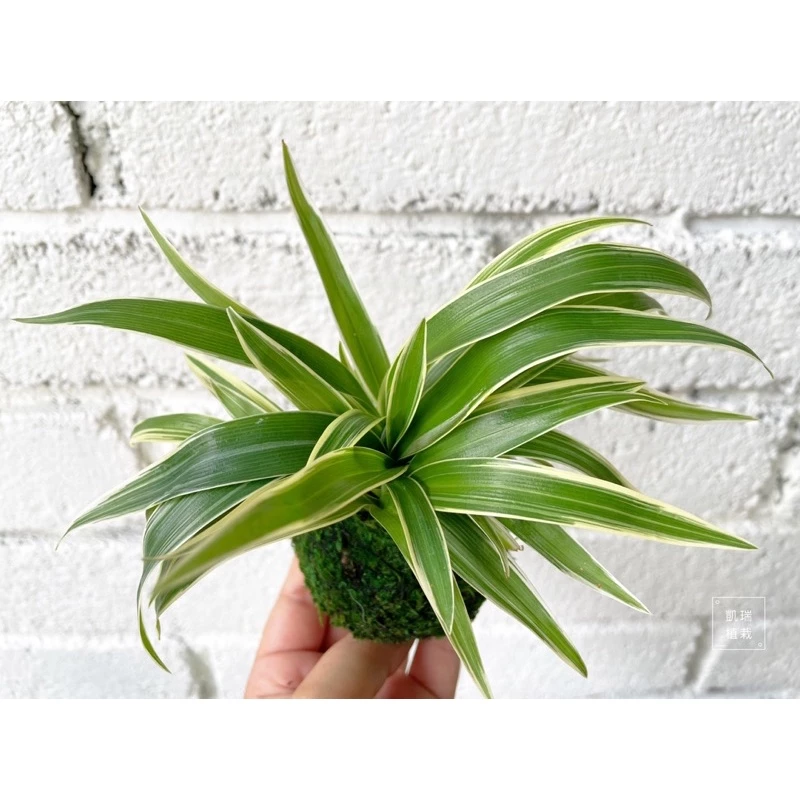 吊蘭(目前植株較小)-手作 苔球 療癒 文青 送禮 觀葉植物 室內植物 凱瑞植栽