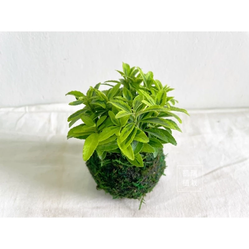柾木苔球-手作 苔球 療癒 文青 送禮 觀葉植物 室內植物 l凱瑞植栽l