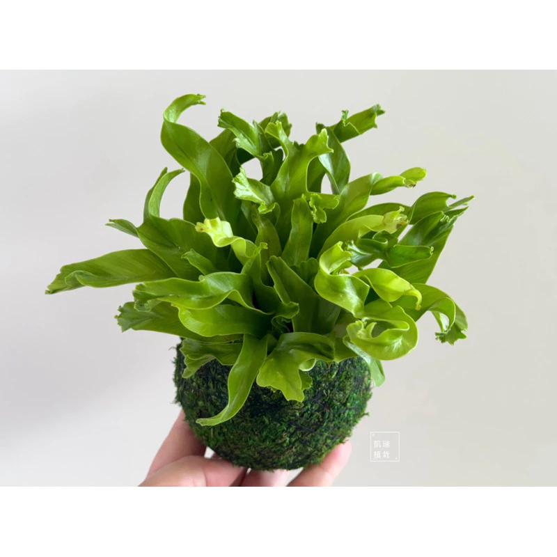 鹿角山蘇-手作 苔球 療癒 文青 送禮 觀葉植物 室內植物 凱瑞植栽