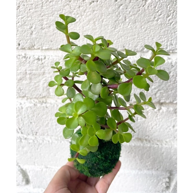 銀杏木/金枝玉葉（需強光〉-招財 進財 發財-手作 苔球 療癒 文青 送禮 觀葉植物 室內植物 凱瑞植栽