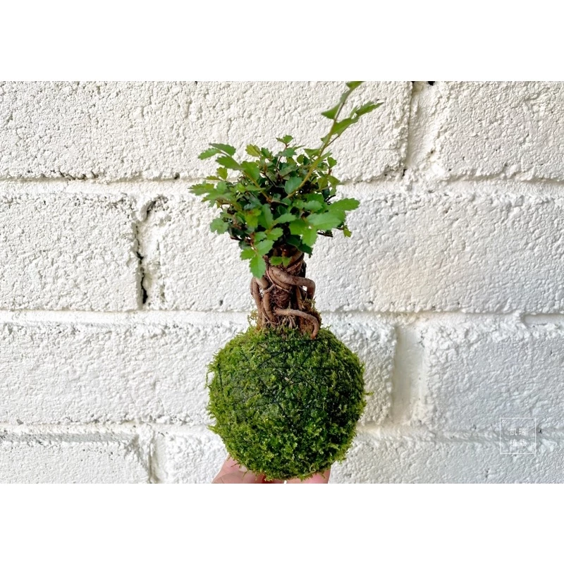 造型榆樹-手作 苔球 療癒 文青 送禮 觀葉植物 室內植物 凱瑞植栽