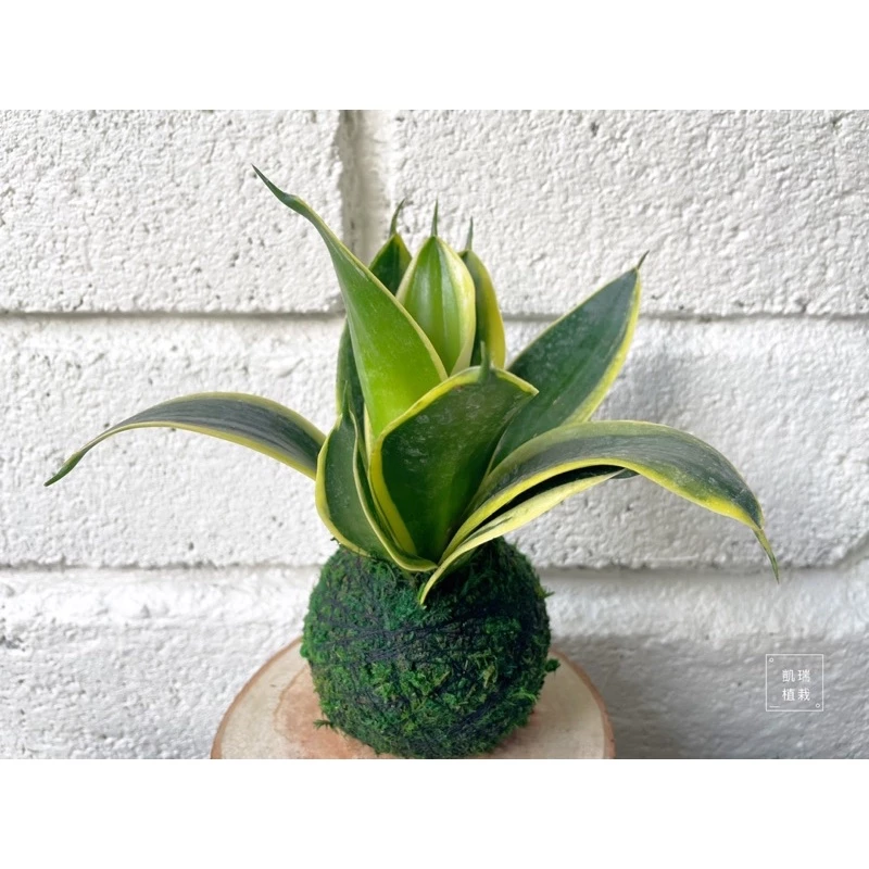金剛虎尾蘭-手作 苔球 療癒 文青 送禮 觀葉植物 室內植物 凱瑞植栽