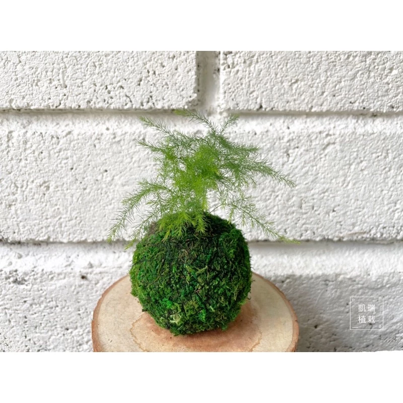 文竹苔球-手作 苔球 療癒 文青 送禮 觀葉植物 室內植物 凱瑞植栽