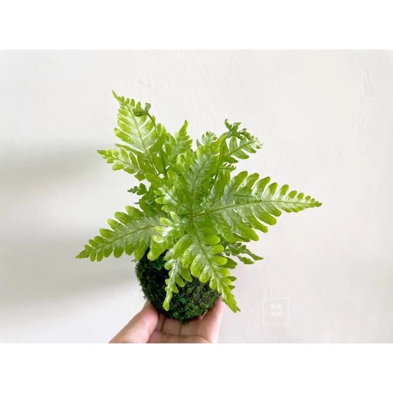 銀脈鳳尾蕨 /Alana 鳳尾蕨/白玉鳳尾蕨(目前植株都較小顆)-手作 苔球 療癒 文青 送禮 觀葉 室內植物 凱瑞植栽