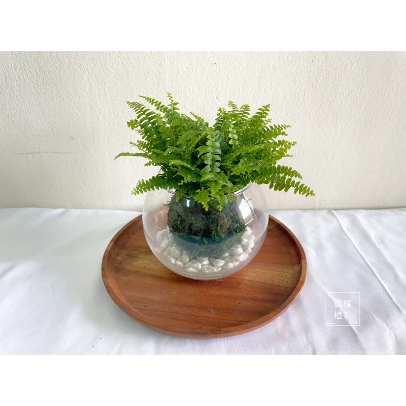 波士頓腎蕨-手作 苔球 療癒 文青 送禮 觀葉植物 室內植物 凱瑞植栽