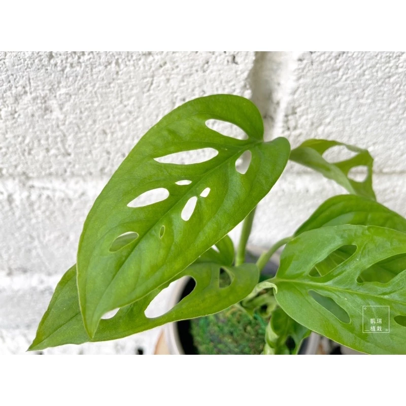 窗孔龜背芋（洞洞蔓）-手作 苔球 療癒 文青 送禮 觀葉植物 室內植物 凱瑞植栽