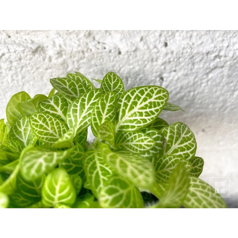 檸檬網紋草-手作 苔球 療癒 文青 送禮 觀葉植物 室內植物 凱瑞植栽