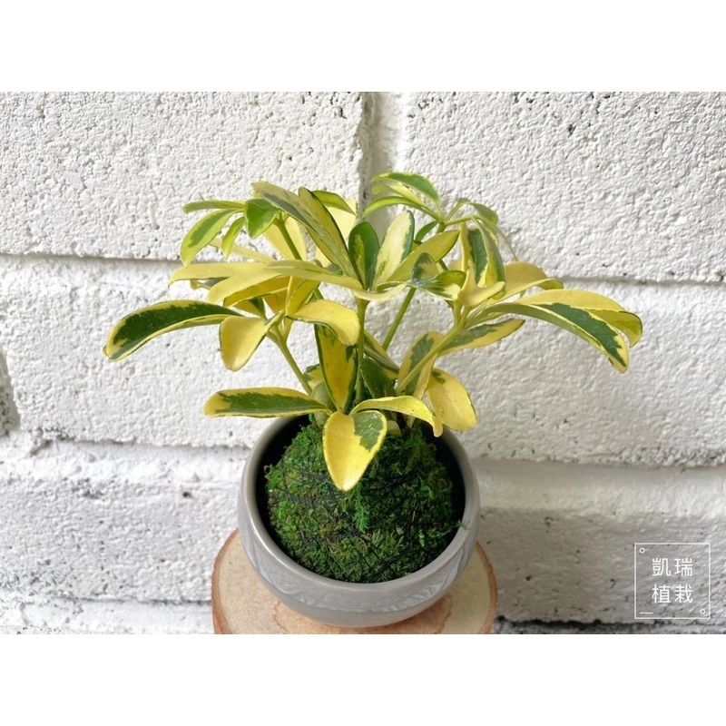 斑葉鵝掌藤-手作 苔球 療癒 文青 觀葉植物 凱瑞植栽