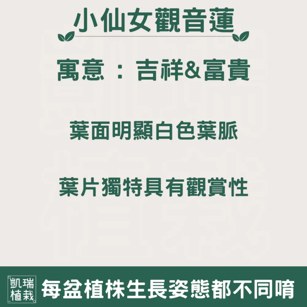 小仙女觀音蓮-手作苔球/苔球/療癒