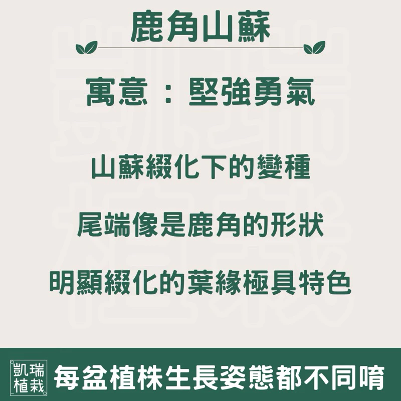 鹿角山蘇-手作 苔球 療癒 文青 送禮 觀葉植物 室內植物 凱瑞植栽