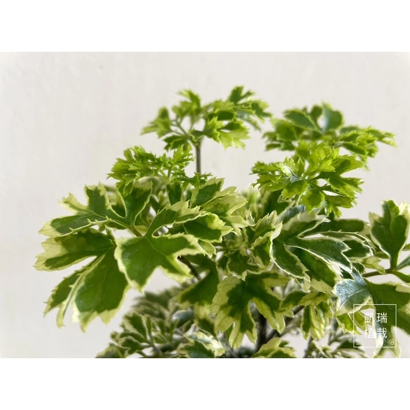 雪花福祿桐/白珍珠福祿桐/羽葉福祿桐-手作 苔球 療癒 文青 送禮 觀葉植物 室內植物 凱瑞植栽