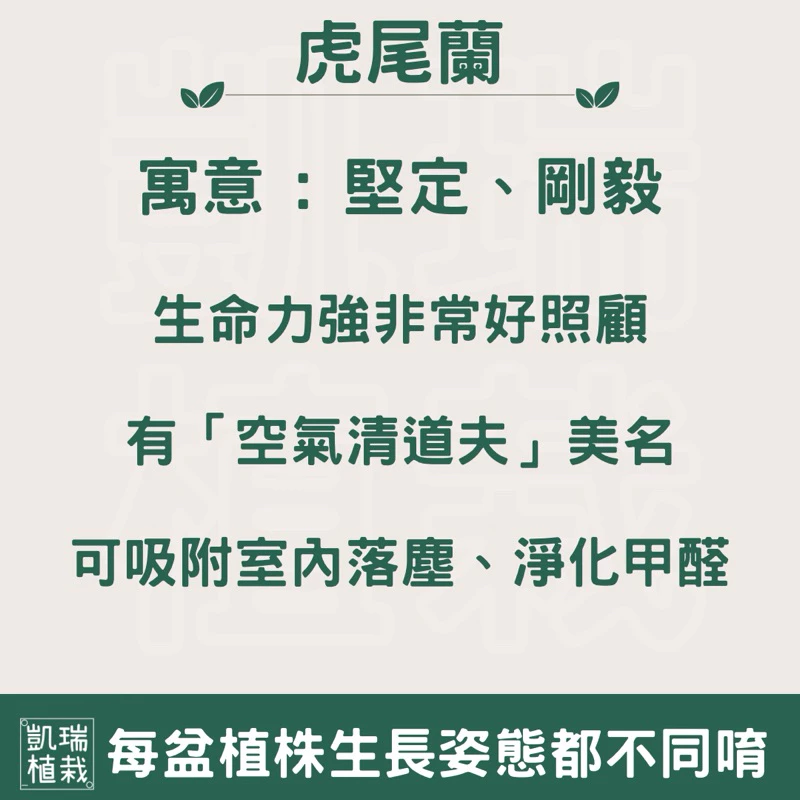 金剛虎尾蘭-手作 苔球 療癒 文青 送禮 觀葉植物 室內植物 凱瑞植栽