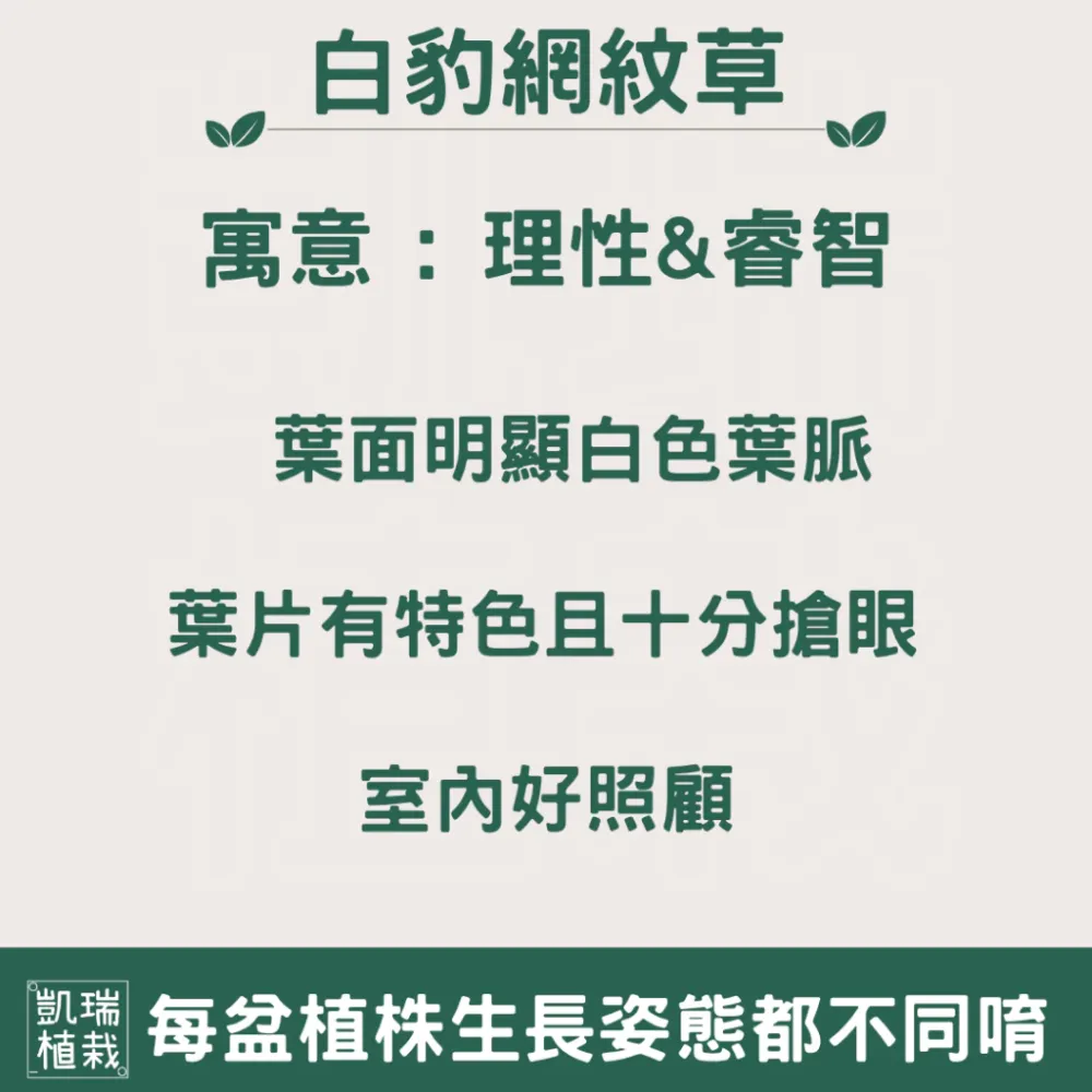 白豹網紋草-手作 苔球 療癒 文青 送禮 觀葉植物 室內植物 凱瑞植栽