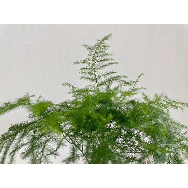 文竹苔球-手作 苔球 療癒 文青 送禮 觀葉植物 室內植物 凱瑞植栽
