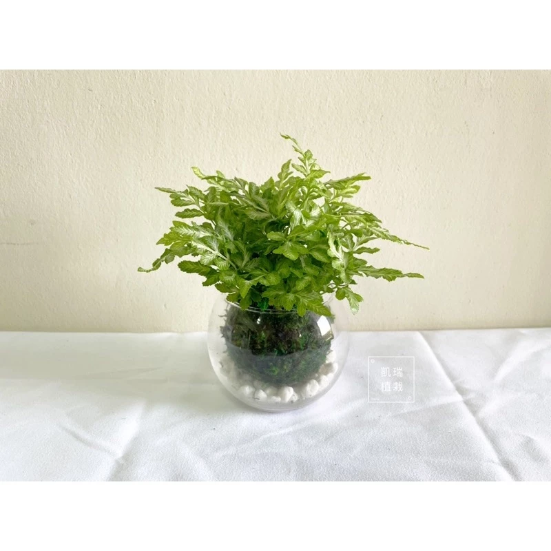 銀脈鳳尾蕨 /Alana 鳳尾蕨/白玉鳳尾蕨(目前植株都較小顆)-手作 苔球 療癒 文青 送禮 觀葉 室內植物 凱瑞植栽