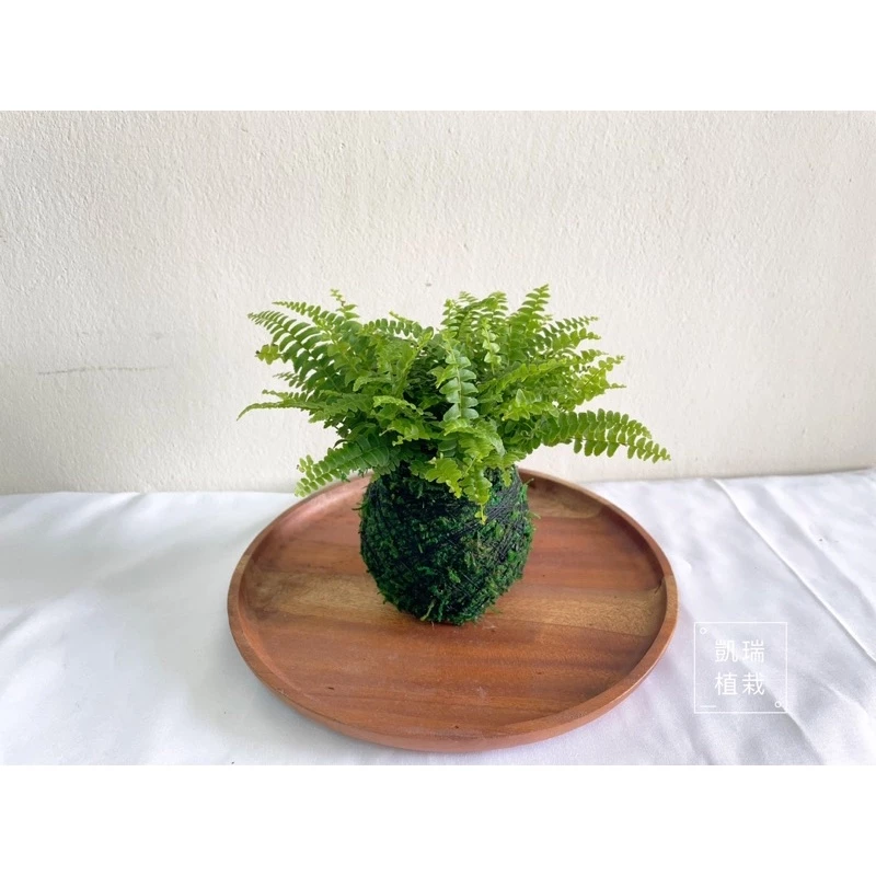 波士頓腎蕨-手作 苔球 療癒 文青 送禮 觀葉植物 室內植物 凱瑞植栽