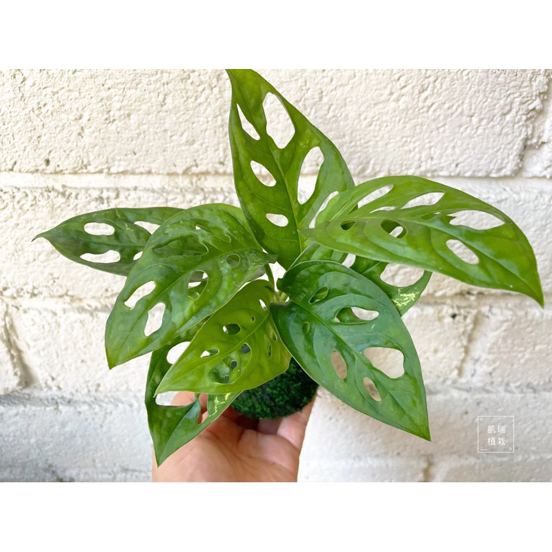 窗孔龜背芋（洞洞蔓）-手作 苔球 療癒 文青 送禮 觀葉植物 室內植物 凱瑞植栽