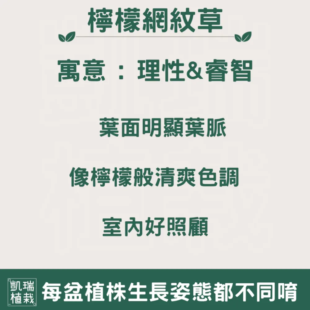 檸檬網紋草-手作 苔球 療癒 文青 送禮 觀葉植物 室內植物 凱瑞植栽