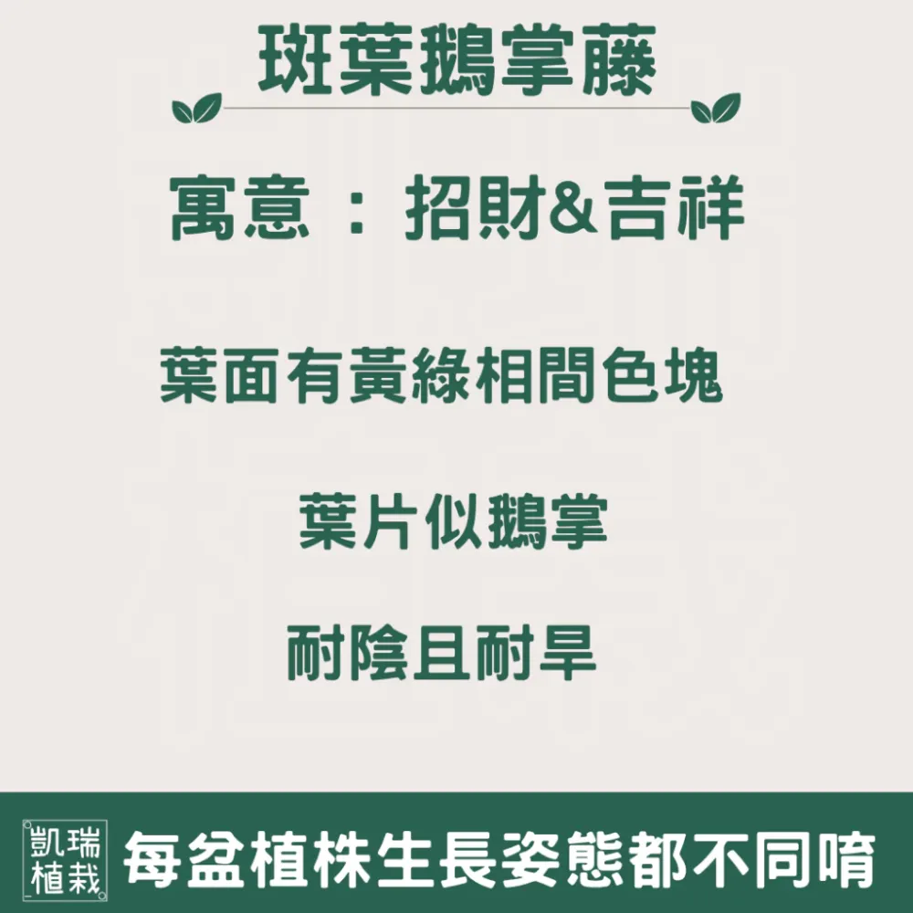 斑葉鵝掌藤-手作 苔球 療癒 文青 觀葉植物 凱瑞植栽