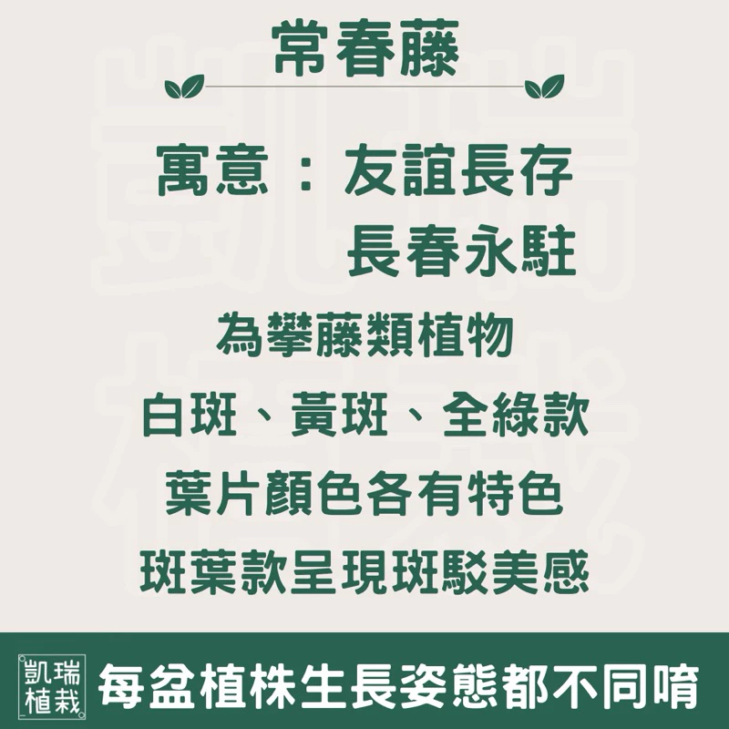 常春藤-手作 苔球 療癒 文青 觀葉植物 凱瑞植栽